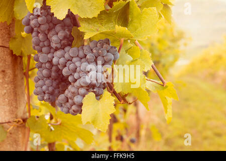 grapes in sunset vineyard Stock Photo
