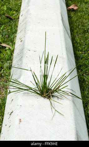 White cement parking block on grass surface, with small tuft of  green grass growing ragged out of hole in block. Stock Photo