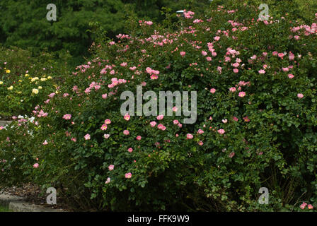 Rosa CAREFREE DELIGHT , Rose, Rosa x 'Meipotal', Stock Photo