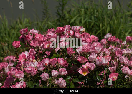 Rosa CAREFREE DELIGHT , Rose, Rosa x 'Meipotal', Stock Photo