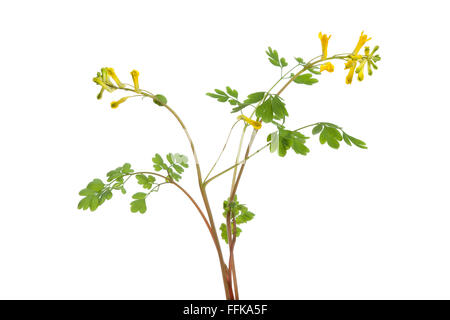 Twig of fresh flowering Rue at white background Stock Photo