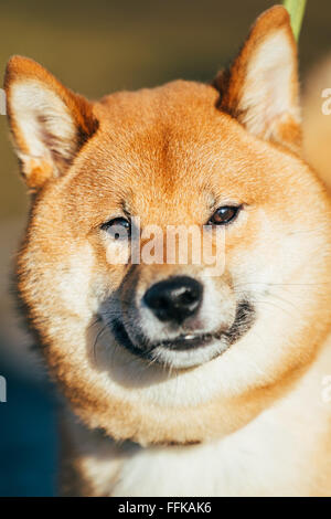 Close Up Head Snout Of Beautiful Young Red Shiba Inu Puppy Dog Staying Outdoor Stock Photo
