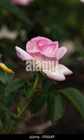 The Princess de Monaco Rose - Hybrid Tea rose in full bloom Stock Photo ...