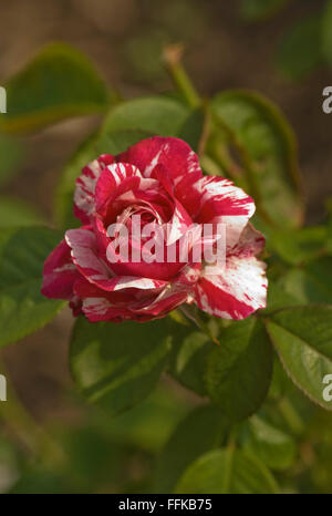 Rosa SCENTIMENTAL, Rose Stock Photo