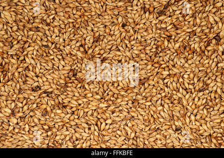 Roasted barley seeds background, macro photo shot Stock Photo