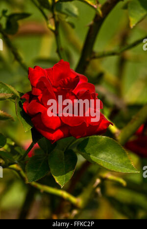 Red Fountain, Red Large Flowered Climber Stock Photo