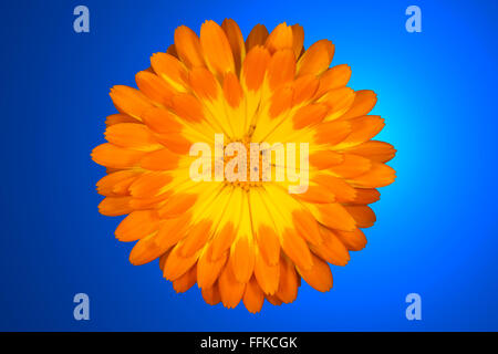 Orange Marigold flower against a blue background Stock Photo