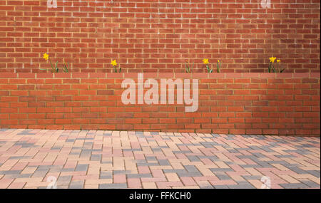 A line of daffodil flowers on a red brick wall Stock Photo
