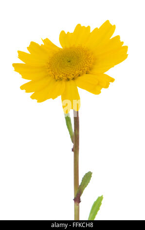 Beautiful white daisy flower isolated on white background. Stock Photo