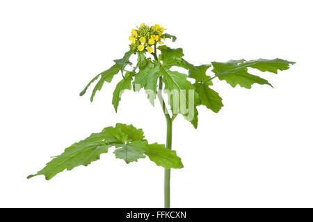 Fresh yellow flowering mustard plant on white background Stock Photo