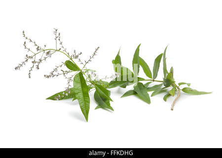 Twig of flowering verveine on white background Stock Photo
