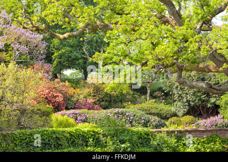 English spring garden with colourful flowering rhododendrons and azaleas, green shrubs, oak trees. Stock Photo