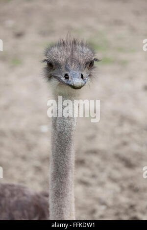 Young Ostrich bird on a farm