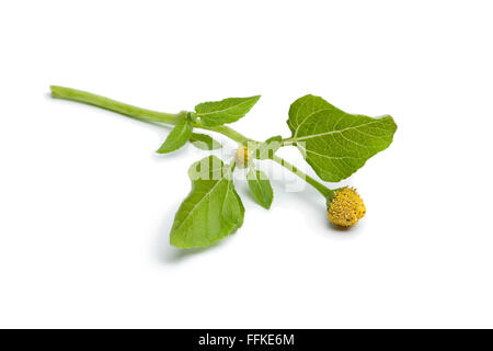 Twig of fresh flowering para cress plant on white background Stock Photo