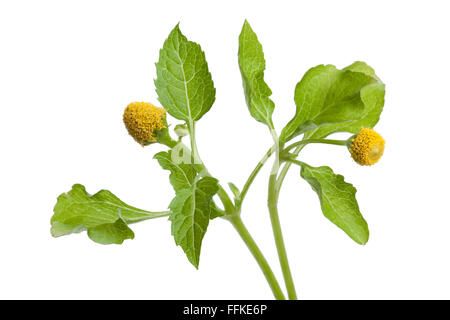 Fresh flowering para cress plant on white background Stock Photo