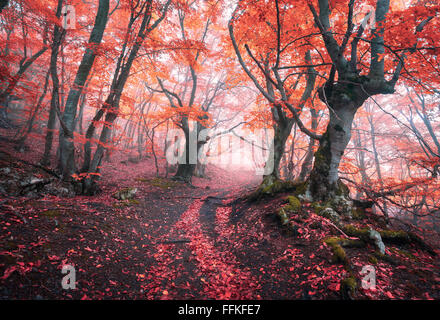 Beautiful magic red forest in fog in autumn. Fairytale landscape. Stock Photo