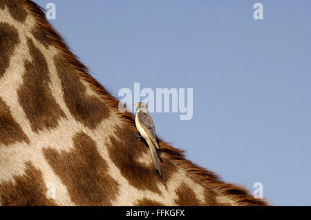 Yellow billed oxpecker on a giraffe's neck in the Serengeti