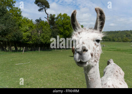 Llama portrait - a larger but related animal to the Alpaca Stock Photo