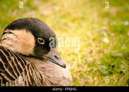 Hawaiian Goose (Branta Sandvicensis) aka Nene Bird Stock Photo