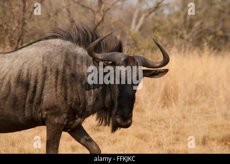 Wildebeest taken in Limpopo, South Africa Stock Photo