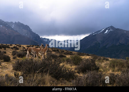 A couple of Guanacos overlooking the landscape in Torres del Paine National Park Stock Photo