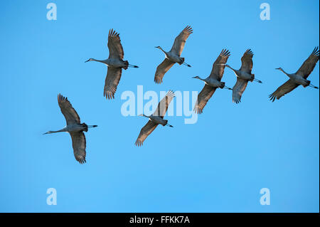 Flock of Sandhill Cranes flying overhead against blue sky Stock Photo