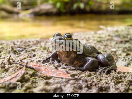 River Frog (Rana hecksheri) sitting on creek bank Stock Photo