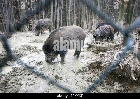 A group of wild boars in captivity searching for food in the mud with their snouts in the forest viewed through the fence. Stock Photo