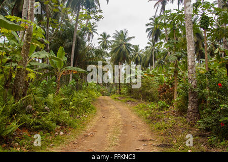 Small muddy road going through a dense tropical forest with palm trees in Africa. Stock Photo