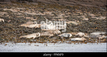 Grey Seals on Staffin Island off the Isle of Skye in Scotland. Stock Photo