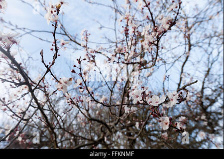 Detail of wild cherry plumb blossom flowering in February the start of Spring Time back lit by sunshine sun Stock Photo