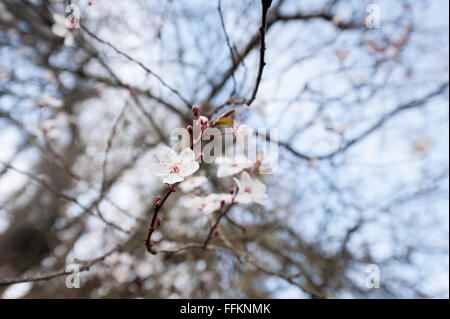 Detail of wild cherry plumb blossom flowering in February the start of Spring Time back lit by sunshine sun Stock Photo