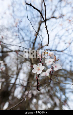 Detail of wild cherry plumb blossom flowering in February the start of Spring Time back lit by sunshine sun Stock Photo