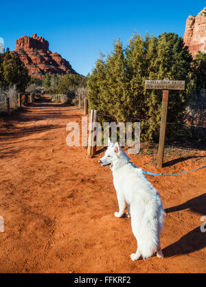 Dog on hike by the Bell Rock Path, with Bell Rock in distance, and glimpse of the Courthouse Butte at right Stock Photo