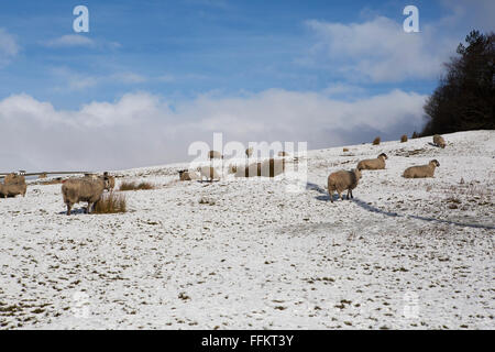 Sheep in a snowy field at Upper Teesdale in County Durham, England. Stock Photo