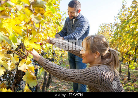 Couple harvesting grapes together in vineyard Stock Photo