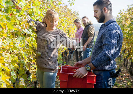 Couple harvesting grapes together in vineyard Stock Photo