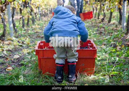 Toddler boy helps in harvesting grapes in vineyard Stock Photo