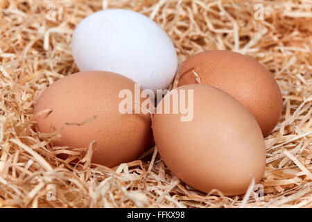 Macro of four fresh eggs in a nest with straw. Stock Photo