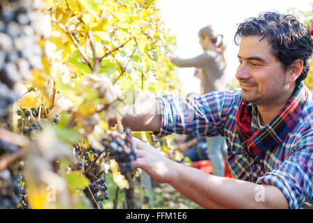 Friends harvesting grapes together in vineyard Stock Photo