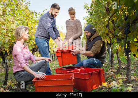Friends unloading grapes into crates in vineyard Stock Photo