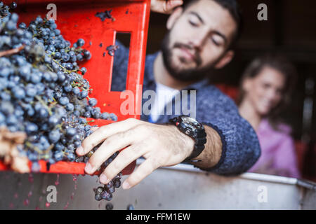 Man unloading grapes into container in vineyard Stock Photo