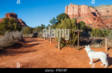Dog on hike gazes at Bell Rock Path, with Courthouse Butte in distance on the right Stock Photo