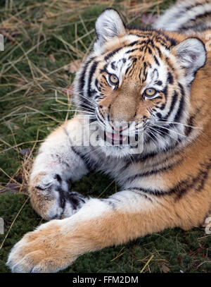 Female Amur tiger cub looking towards camera Stock Photo