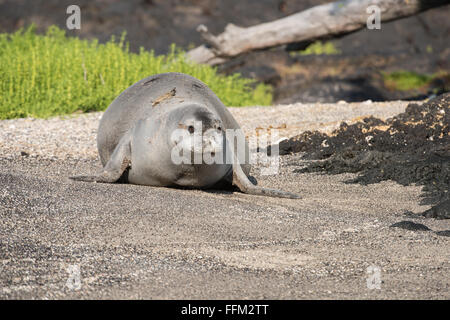 Hawaiian monk seal walking on beach, Big Island, Hawaii Stock Photo