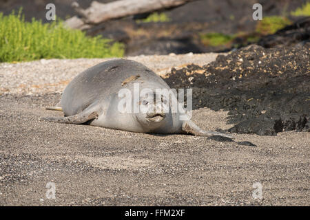 Hawaiian monk seal walking on beach, Big Island, Hawaii Stock Photo