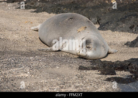 Hawaiian monk seal walking on beach, Big Island, Hawaii Stock Photo