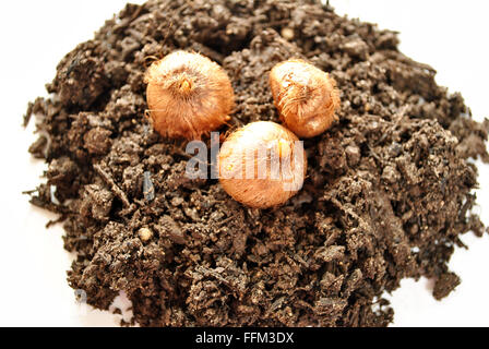 Pile of Soil with Three Flower Bulbs on Top Stock Photo