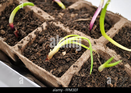 Close-Up of Red Onion Sprouts Growing Stock Photo