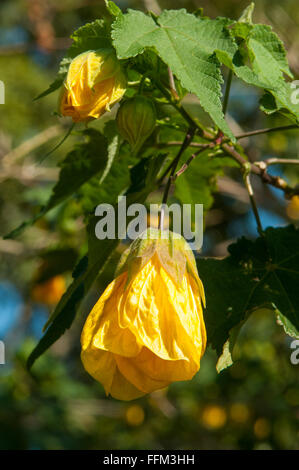 Abutilon x hybrida, Yellow Chinese Lantern Stock Photo